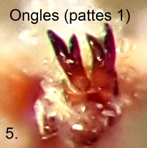 Réf. 273 019 : Anthonomus rectirostris